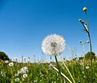 Dandelion | I swoon in a field full of dandelion clocks and … | Flickr