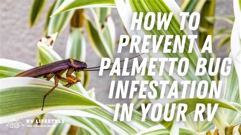 How To Prevent A Palmetto Bug Infestation In Your RV | RV Lifestyle