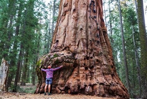 10 Amazing Things to do at Sequoia National Forest CA