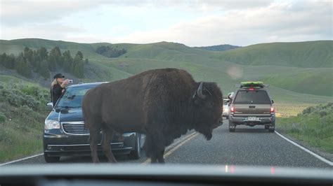 Bison causing traffic jam in Yellowstone NP : r/NationalPark