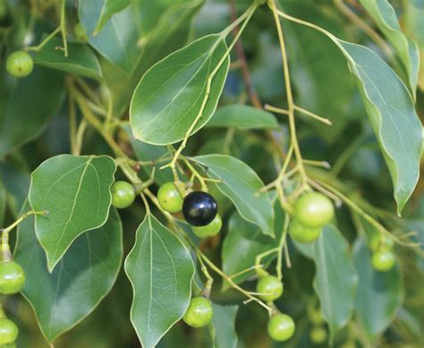 Camphor laurel | Sydney Weeds Network