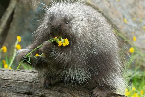 Can You Eat Porcupine? - NatureNibble