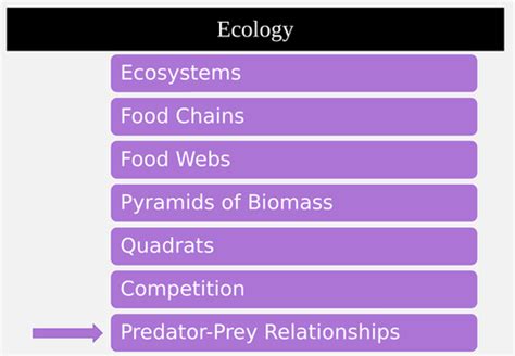 7. Predator-Prey Cycle | Teaching Resources