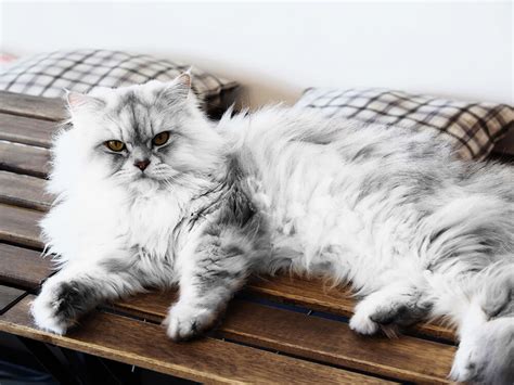 10 Amazing Facts about the Persian Cat | UK Pets