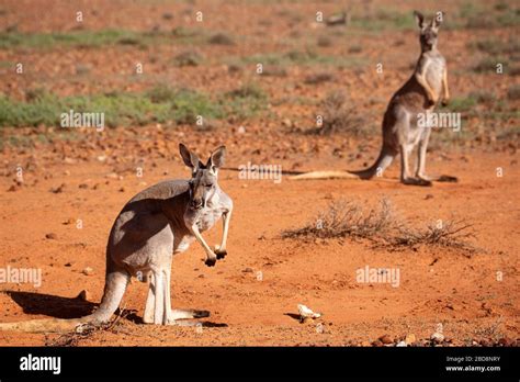 Outback australian animals hi-res stock photography and images - Alamy