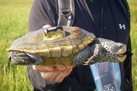 Free photo: Diamondback Terrapin - Animal, Nature, Terrapin - Free Download - Jooinn