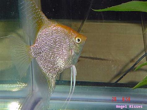 The Angelfish Society - Phenotype Library - Pearlscale