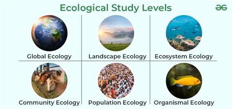 What is Ecology? Types, Importance And Examples - GeeksforGeeks