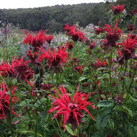 Monarda didyma : Lynwood Garden