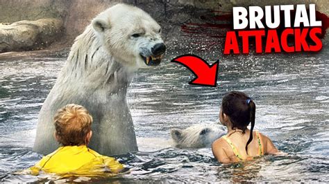 The Most BRUTAL Polar Bear Attacks MARATHON! – HousePetsCare.com