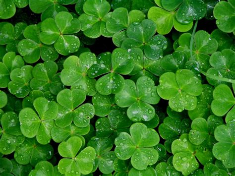 Shamrock Desktop Wallpapers - Wallpaper Cave