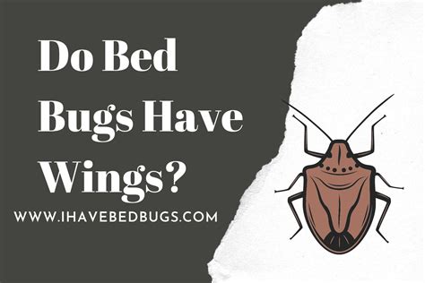 Do Bed Bugs Have Wings? (Everything About Bed Bugs)