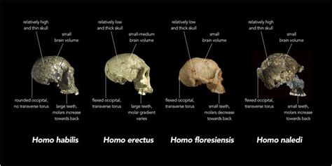 Human Evolution: The many mysteries of Homo naledi | eLife