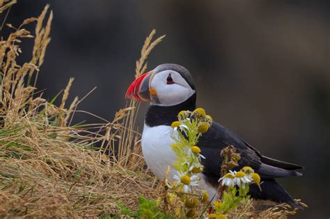 Puffin In The Flowers In Iceland Fine Art Photo Print | Photos by ...