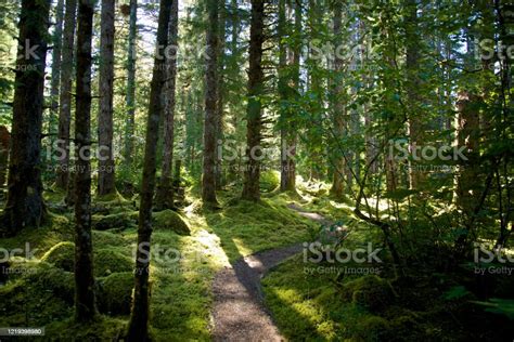 Walking Trail Inside The Forest With Nobody In Alaska Stock Photo ...