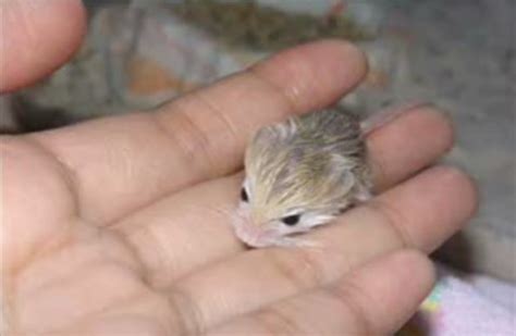 How About These Pygmy Jerboa Babies? - Stereogum