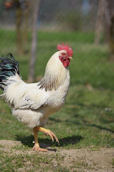 Organic chicken breeding stock photo. Image of male - 114498558