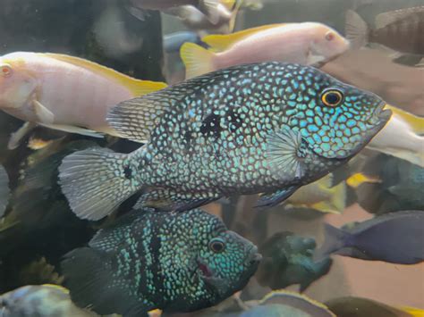 Comprehensive Guide to Texas Cichlid: Size, Care, Tank Mates, and Lifespan