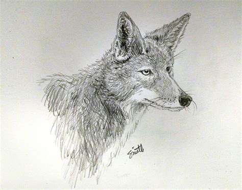 Coyote illustration in pencil. | Wildlife art, 3d art, Art