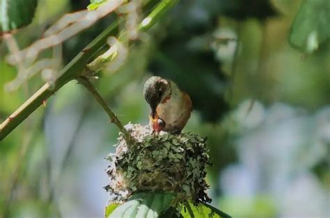 Rufous Hummingbird - Facts, Diet, Habitat & Pictures on Animalia.bio