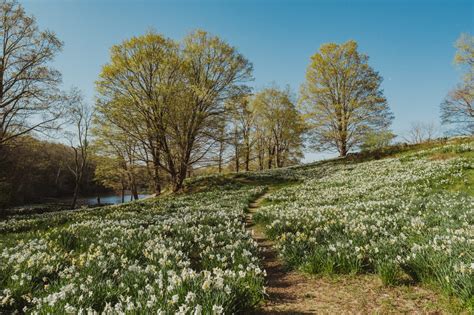 Twenty Places To Find The Spring Flowers | Connecticut Charm - Live Lovely Photography