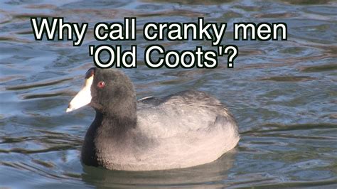 American Coots: NARRATED - YouTube