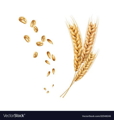 Wheat ears spikelets realistic with grains Vector Image