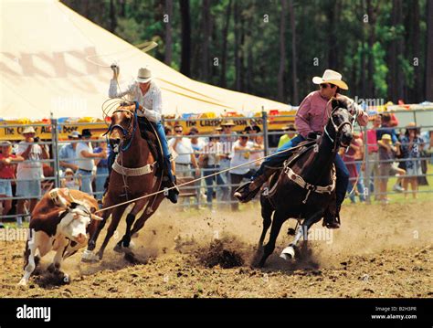 Two cowboys roping cow at rodeo. Queensland, Australia Stock Photo, Royalty Free Image: 18815855 ...