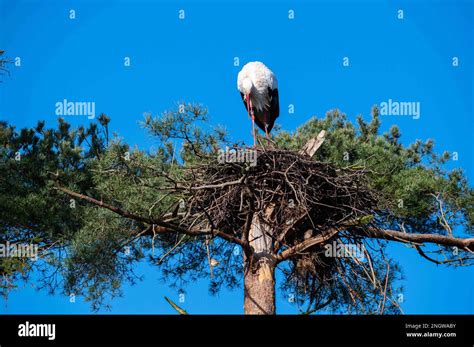 a stork is disturbed by sparrows nesting under its nest Stock Photo - Alamy