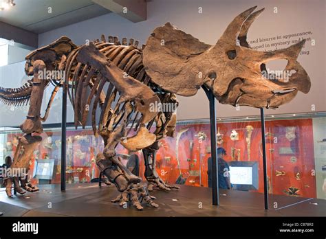 Triceratops, Dinosaur Hall, Natural History Museum, Los Angeles ...