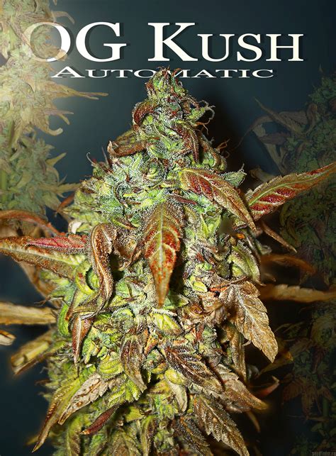 OG Kush Autoflowering (de Dinafem) :: Info de Variedad