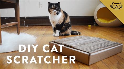 DIY Cardboard Cat Scratcher with Pudge - YouTube