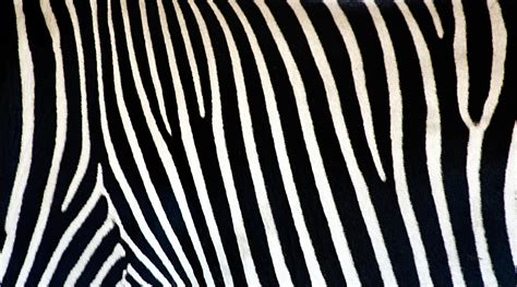 Free Zebra Print Wallpaper, Download Free Zebra Print Wallpaper png images, Free ClipArts on ...