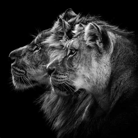 Lion and lioness portrait, Laurent Lothare Dambreville | Posters, Art ...