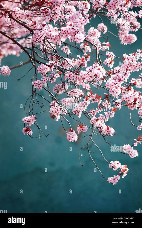 Japanese cherry blossoms background Stock Photo - Alamy