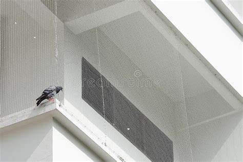 Pigeon Netting for Balcony - Bird Pigeon Net Services