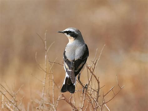 Northern Wheatear | KuwaitBirds.org