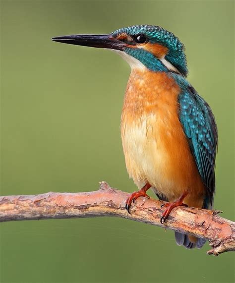 Martin Pescador, Kingfisher by Francisco Javier Parrilla, via 500px | Kingfisher, Birds, Francisco