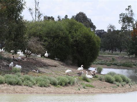 Narromine, NSW - Aussie Towns