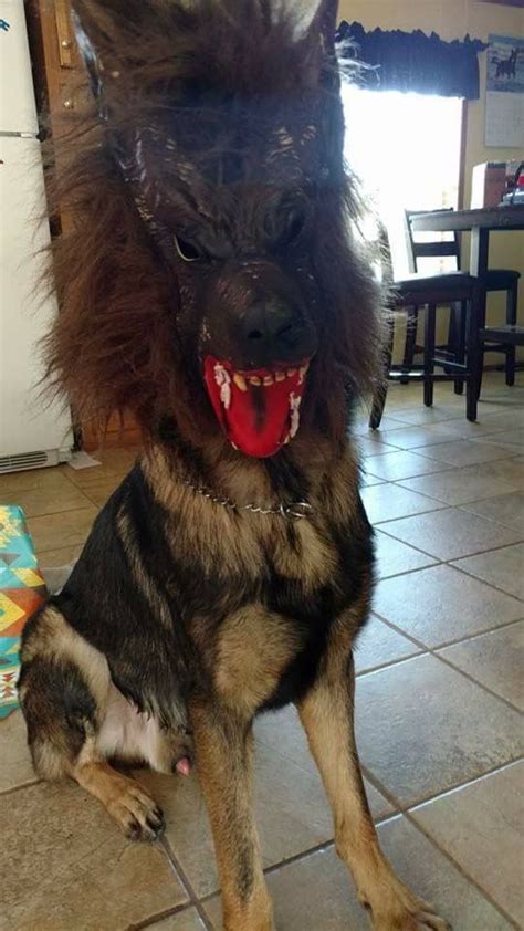 Werewolf Halloween Dog Costume | Dog halloween costumes, Dog halloween, Dog costume