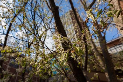 Budding Trees - Daily Photo: Jun 05 2015 - Binghamton University