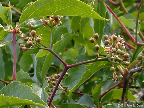 Parthenocissus inserta (Woodbine): Minnesota Wildflowers