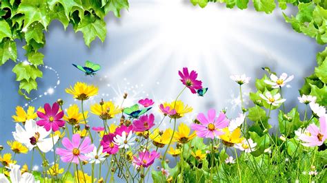 Summer Flowers Wallpapers - Top Free Summer Flowers Backgrounds ...