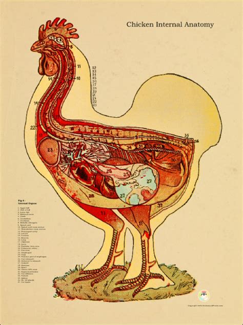 Chicken Internal Anatomical Chart