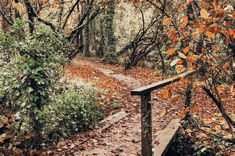 The best woodlands to visit in the UK this autumn | holidaycottages.co.uk