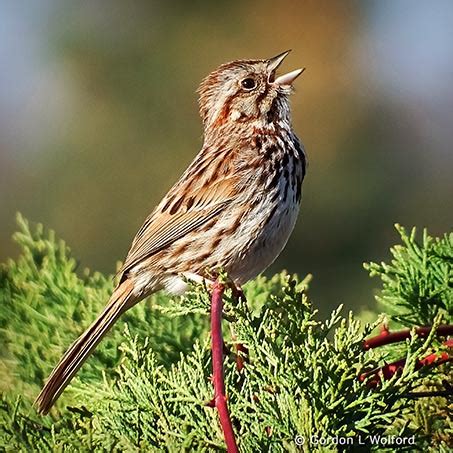 Song Sparrow Singing S0028284 photo - Gordon W photos at pbase.com