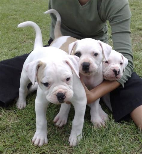 American Bulldog Puppies For Sale | Tampa, FL #220250