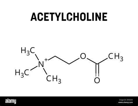 Acetylcholine molecular structure. Acetylcholine is neurotransmitter with important role in ...