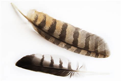 barred owl feathers | STILL