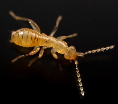 Angel Insects (Order Zoraptera) · iNaturalist